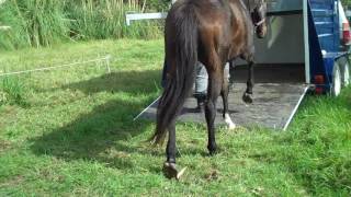 Trailer loading problem horses 2.  Kate Winchester BCBA (BEd. MSc. NZPsych).  Using ABA