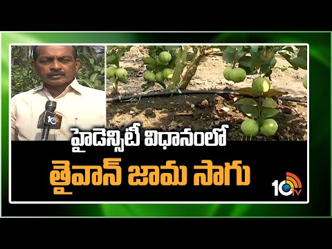 హైడెన్సిటీ విధానంలో తైవాన్ జామ సాగు | Taiwan Guava Cultivation in High Density Method | 10TV