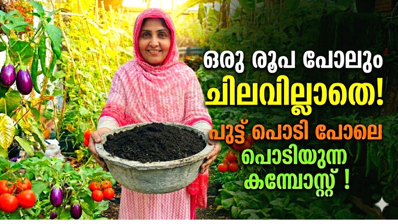 💯%വിജയം!പുട്ട് പൊടിപോലെ കരിയില കമ്പോസ്റ്റ്|കഞ്ഞിവെള്ളത്തിൽ കരിയില ഇതുപോലെ ചെയ്യൂ|organic compost 