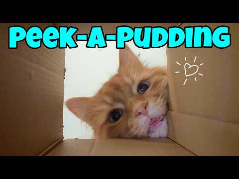 Up Close And Personal With a Pudding