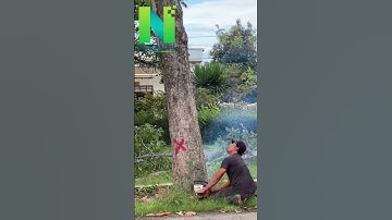 Cưa cây gặp nạn | Ngộ Radio