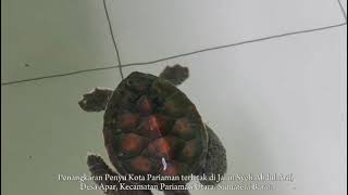 contoh Teks Deskripsi /objek wisata Latief Siswa SMPN 1 Pariaman