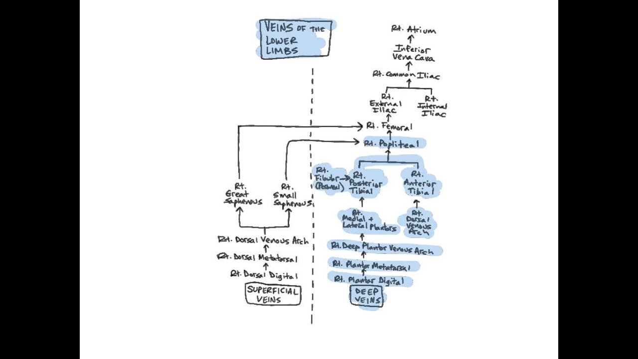 Veins of the Lower Limbs - YouTube