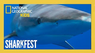 ? LIVE: Sharkfest Specials! ? | Great White Sharks, Tiger Sharks, Dolphins and MORE! |  ...