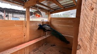 SET THEM FREE!!! | WILL THE HOMESTEAD PEAFOWL DECIDE TO BECOME MOUNTAIN FARM BIRDS? | TIME WILL TELL