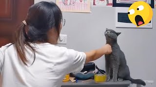 Watch your hands 😾 DON'T miss THE FUNNIEST CATS VIDEOS EVER!