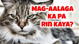 KAPAG NALAMAN MO ITO BAKA HINDI KA NA MAGALAGA NG PUSA!