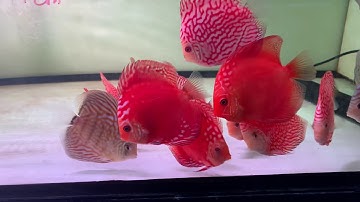 Cá Đĩa Đỏ - Bồ Câu Panda - Xanh Chỉ Đỏ 9-10cm tại Cá cảnh Thái Hoà