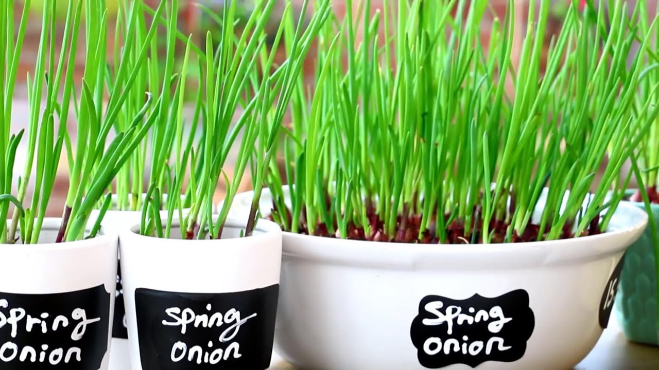 Cara Menanam Bawang Musim Semi-Daun Bawang 