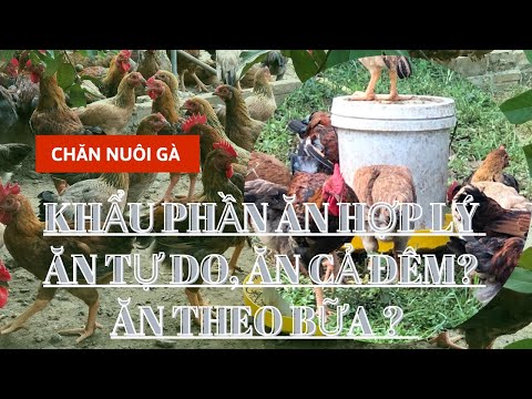 Video: Thức Ăn Cho Gà Nhà - Cách Nuôi Gà Nuôi Trong Vườn