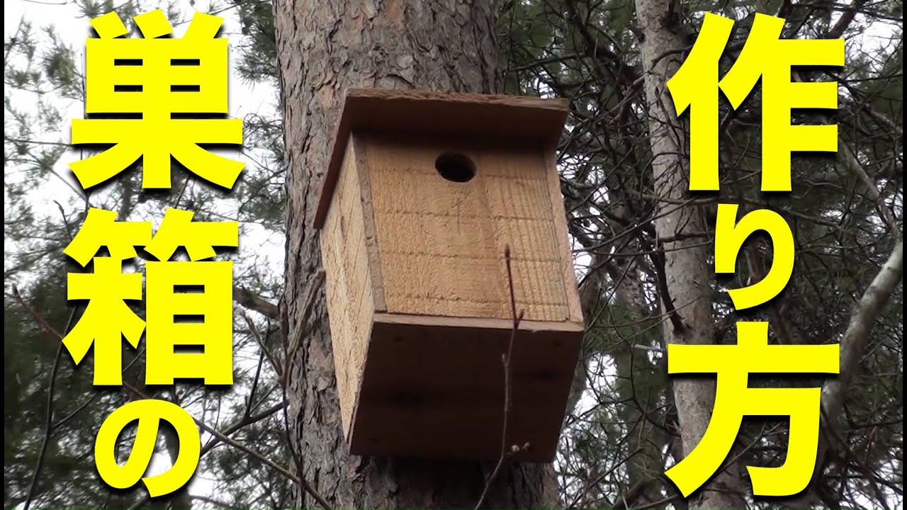 自由研究にいかが 野鳥の巣箱を作って観察 Youtube