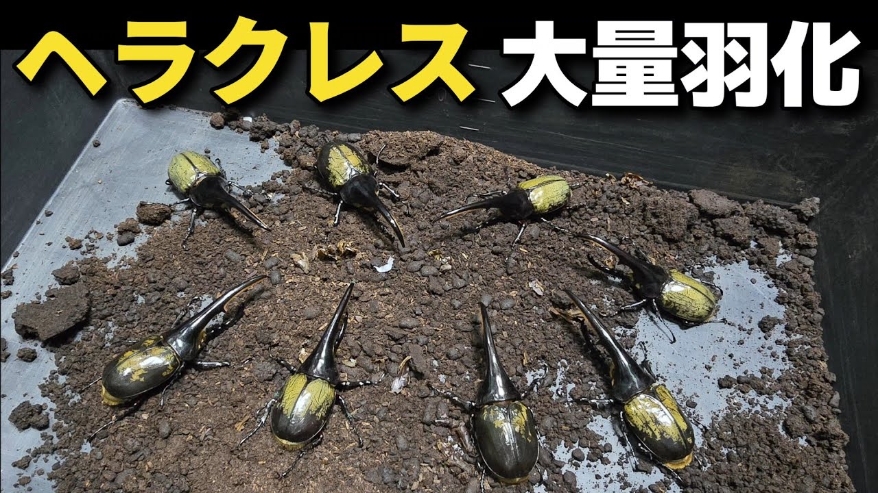 【過去最多】世界最大のカブトムシが540日かけて羽化してきました