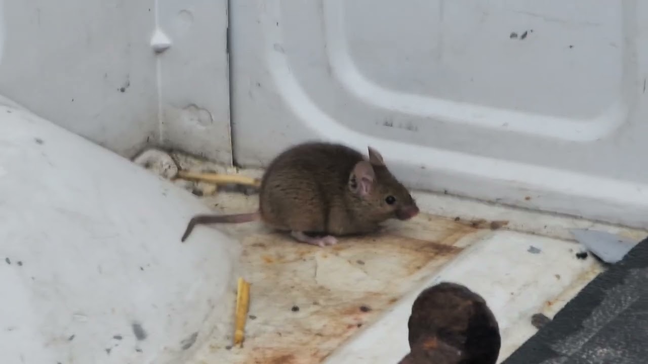 Funny rats fell into truck bed and can't get out
