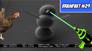 Über Hühner Und Den Kleinsten Schneemann Sinnlose Fakten Brainfakt