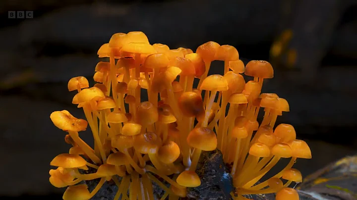 Fungi The Web of Life