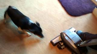 Dog vs the vacuum cleaner
