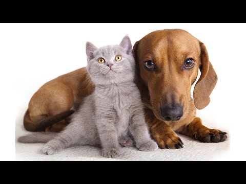 فيديو: 10 سلالات الكلاب الأكثر ودية القط