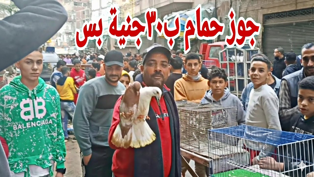 جوز الحمام  ب30جنية بس😲 عند مصطفى ابو حمو 