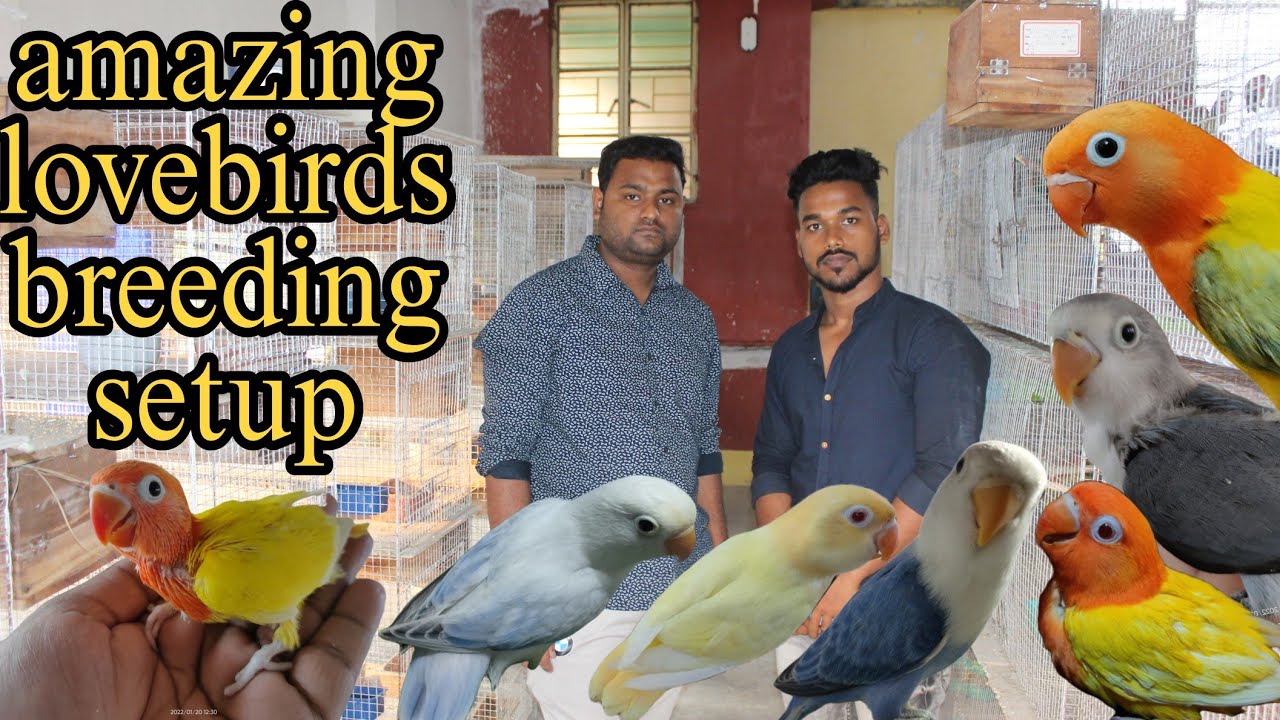 high mutation lovebirds| amazing lovebirds breeding setup|😱🦜😱 - YouTube