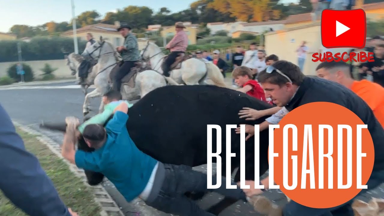 Bandido agitée ➡️ Bellegarde 🇫🇷 13/10/24 Manade Du LEVANT, LERON, LESCOT & MUNOZ