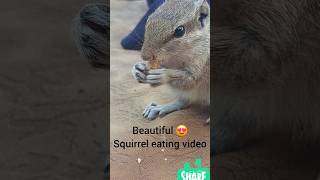 Best Squirrel Eating video #The Squirrel World, #Squirrel eating, #Cute squirrel videos, #Cute pets