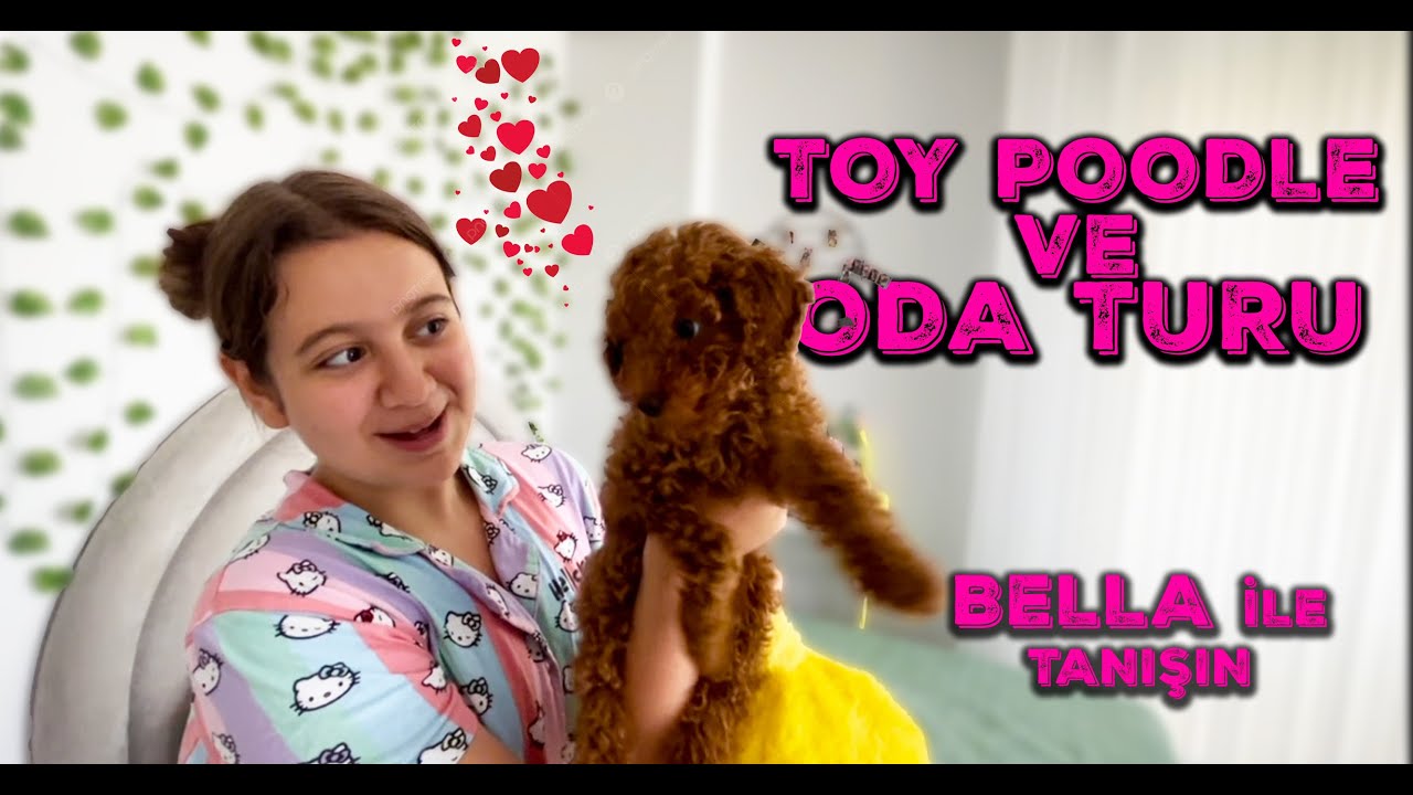 Toy Poodle Bella ile Oda Turu 🐶 | Tatlı Köpeğim ile Oda Turu!  #toypoodle #odaturu