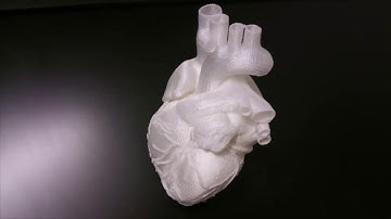 A print 3D Model of a Human Heart
