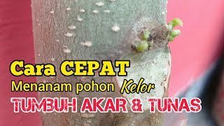 Cara CEPAT menanam pohon kelor berakar \u0026 tunas