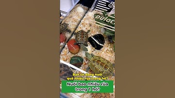 Nuôi bao nhiêu rùa trong 1 hồ? Rùa đẻ và rùa thường cần bao nhiêu? #onhachoimotminh #xomrua #ruacanh