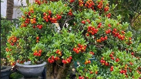 TRỊ BỆNH THÁN THƯ TRÊN CÂY HẢI CHÂU 