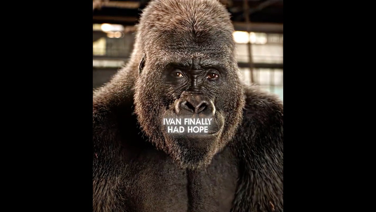 ⁣This Gorilla Can Draw! 🦍🎨#movie #drama #shorts