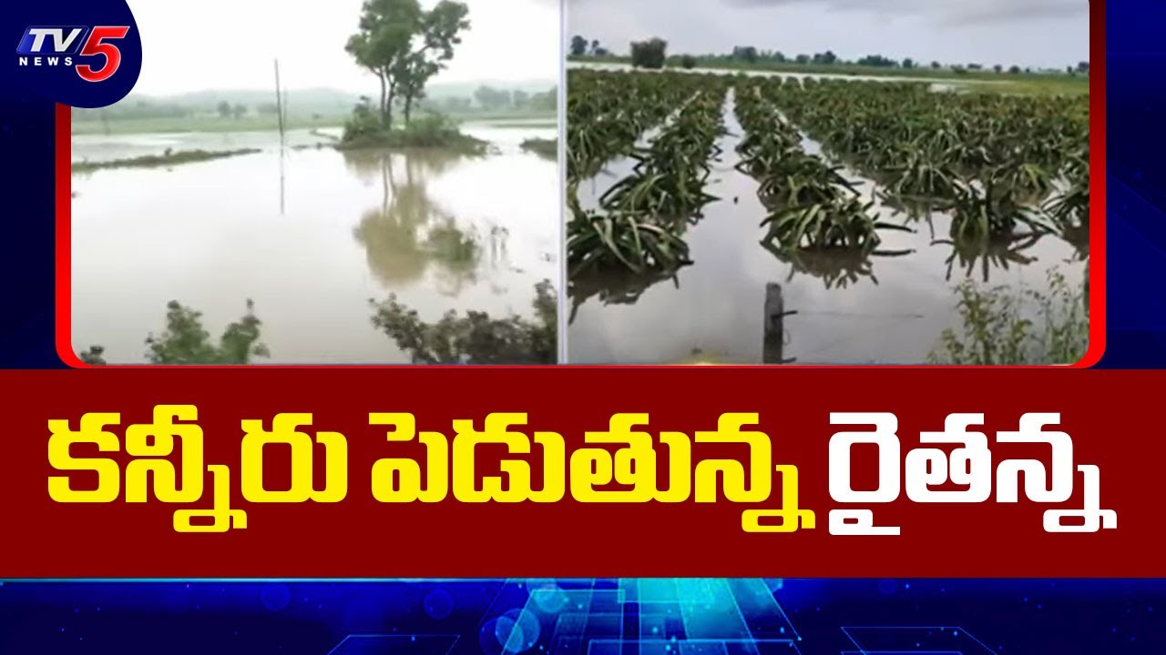 కన్నీరు పెడుతున్న రైతన్న Huge Crop loss To Farmers Due To Heavy Rains ...