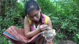 Primitive Life: Primitive Girl's Rescue And Breeding Chicken - Lazy Guy Cooking Chicken For Food
