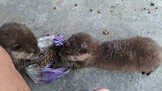 mengajari otter atau berang berang makanan kucing catfood otterfood