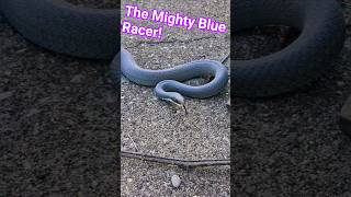 Huge Blue Racer