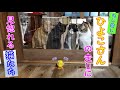 ねじ回しひよこさんの走りに見惚れると猫たち