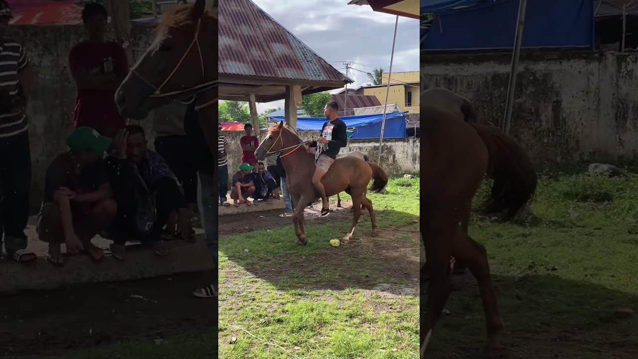 Kuda tunggang corak kepala putih yang jinak 