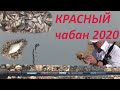 Касный чабан 2020. Карась на Flagman Sherman Pro Method Feeder 390