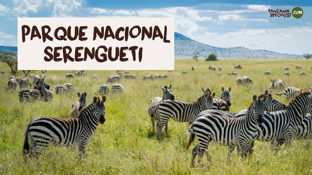explora-el-parque-nacional-serengueti-tanzania-specialist-youtube