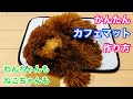 【カフェマット】ワンちゃん・ねこちゃん用カフェマットの作り方