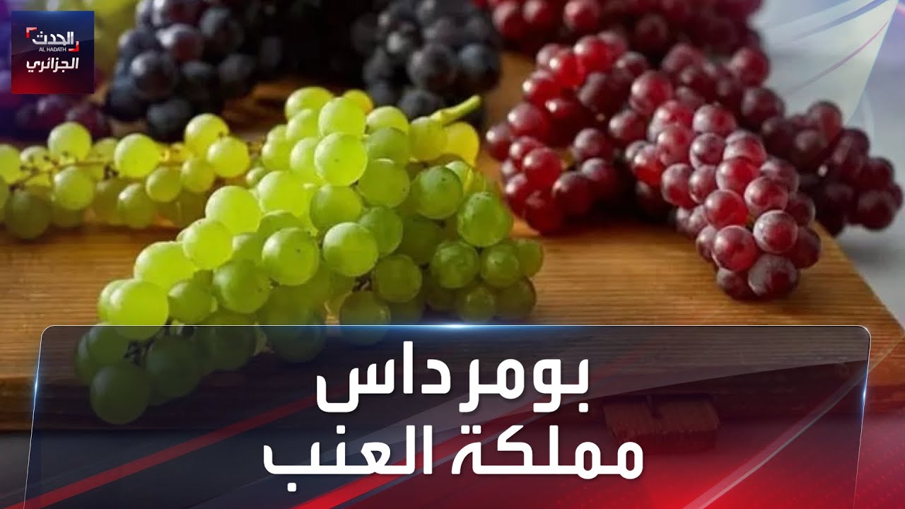 بومرداس مملكة العنب