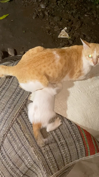 Wayah e udan nyambi mentil #funny #masukberandayoutube #kucing #kucinglucu