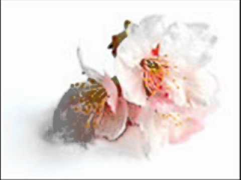 SAKURA / 小六 禮次郎