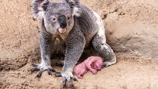 How Koala Gives Birth To Twin Cute Babies