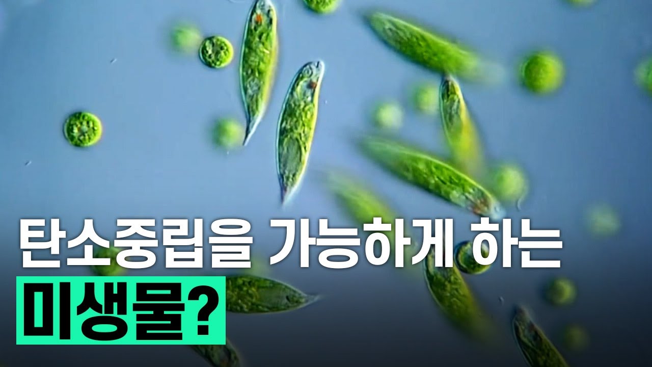 [핫클립] 차세대 바이오 식용 소재, 유글레나 배양 기술 / YTN 사이언스 - YouTube