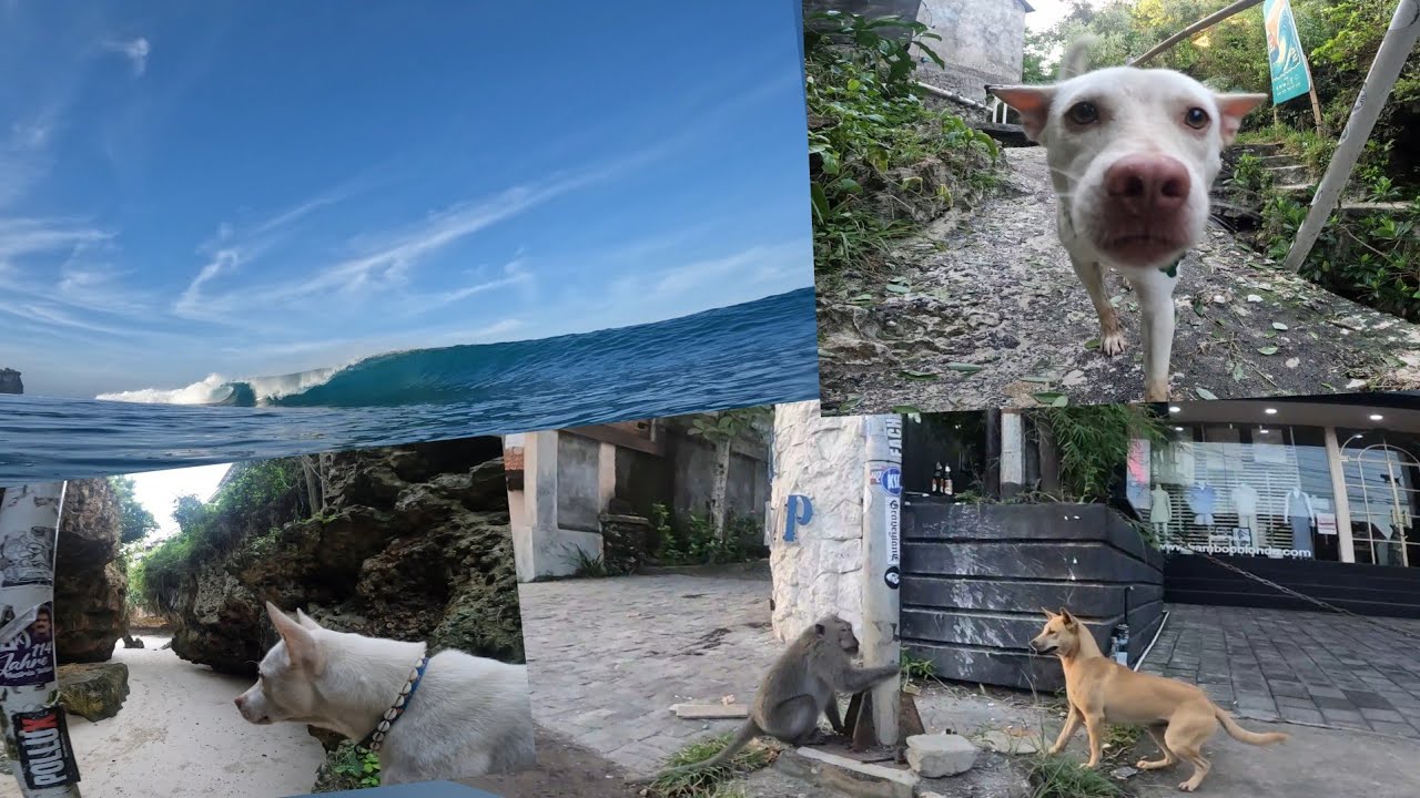 Monkey vs Dog - Uluwatu Early Morning Surf