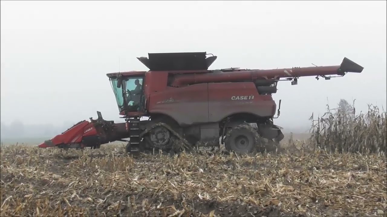 Sklizeň Kukuřice Case 8250 Axial Flow /Corn Harvest