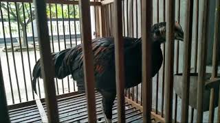 Download Lagu Ayam bekisar belajar berkokok MP3