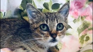 Котенок ждал помощи на тротуаре, надеясь, что его кто нибудь заметит Котенок ждал помощи на тротуаре, надеясь, что его кто нибудь заметит