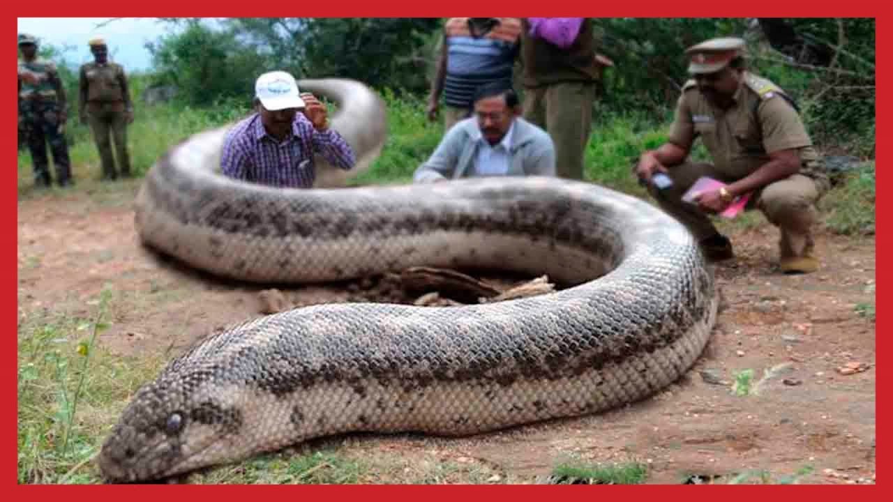 WORLD BIGGEST Giant Anaconda Snake Foud Ever ! Biggest Snake captured
